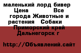 маленький лорд бивер › Цена ­ 10 000 - Все города Животные и растения » Собаки   . Приморский край,Дальнегорск г.
